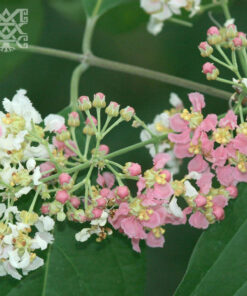 Banisteriopsis Caap