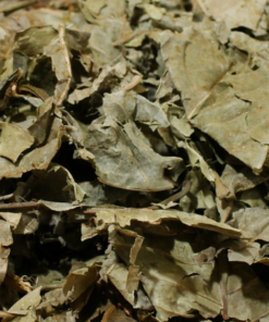 Chacruna – Psychotria viridis