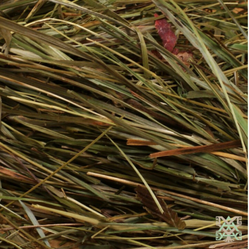 Sweetgrass (Hierochloe Odorata)