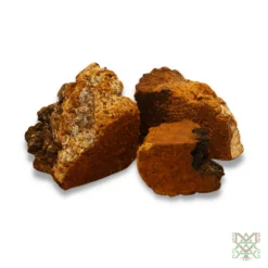 chaga