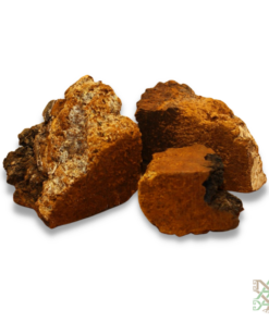 chaga