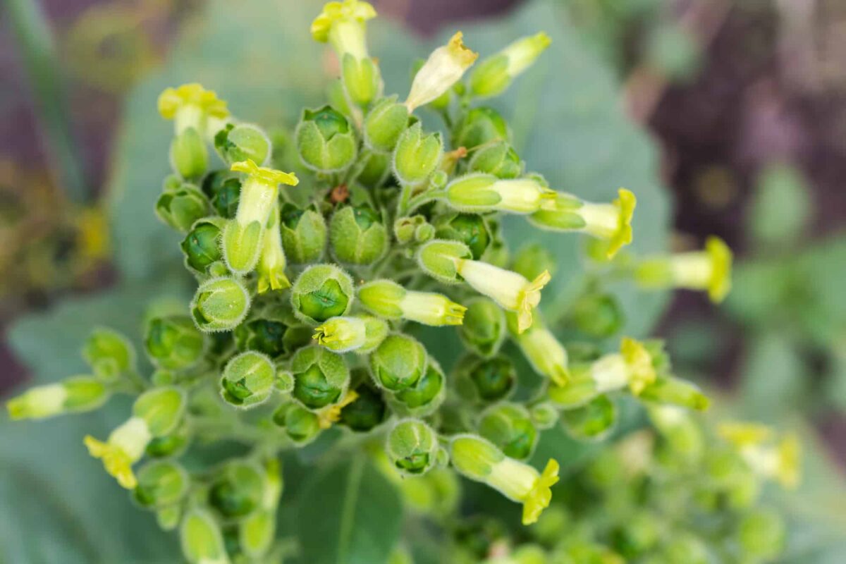 mapacho nicotiana rustica plant
