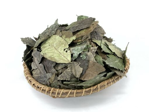 Whole Guayusa Leaves from Ecuador